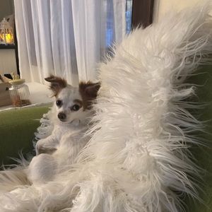 Meet your Posher, Penny